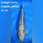 Soragoi Ginrin Aragoke Jantan 42 cm