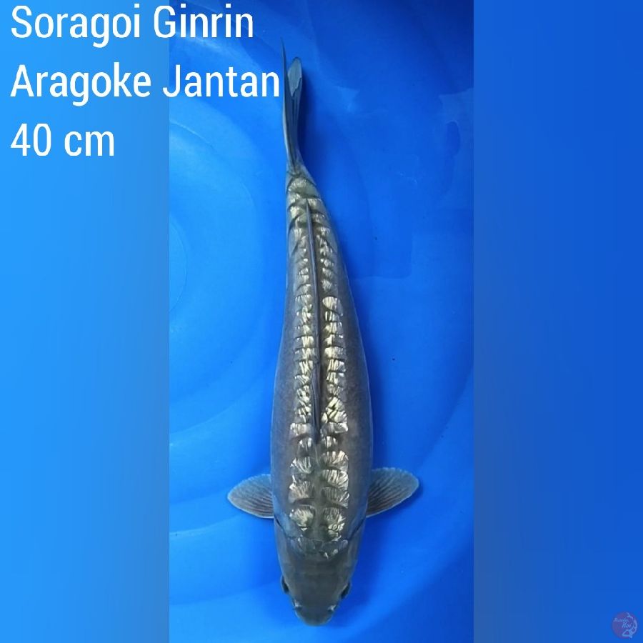 Soragoi Ginrin Aragoke Jantan 40 cm 