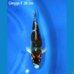 Gingga F 38 cm