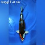 Gingga F 41 cm 