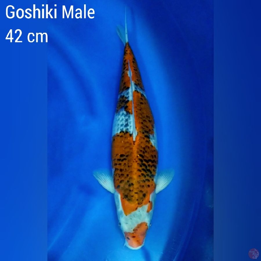 Goshiki F 42 cm 