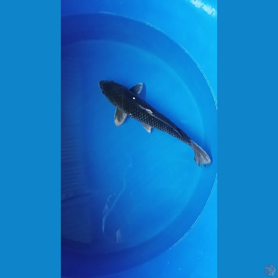 BLECK CAGOI 47 CM MALE