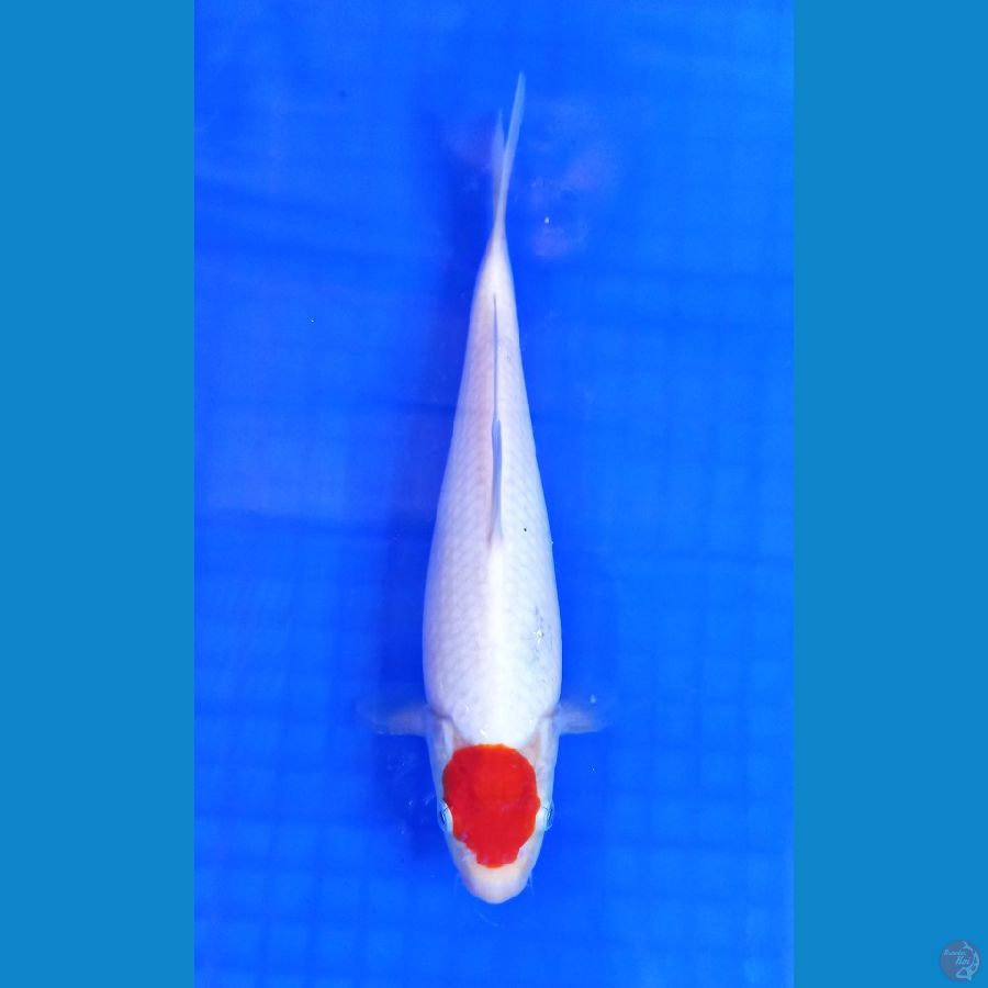 tancho kohaku 25cm