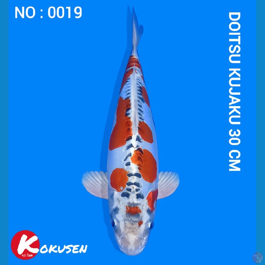 Doitsu kujaku siap Show