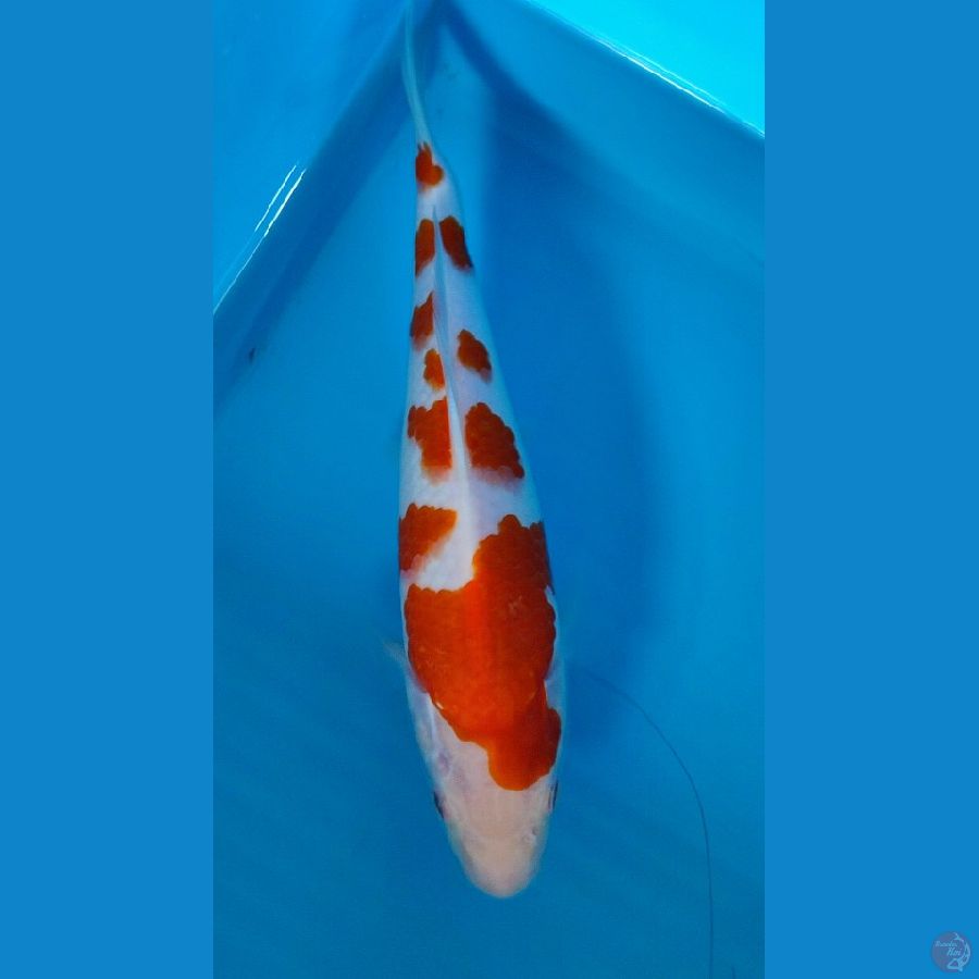 Kohaku.. 26cm