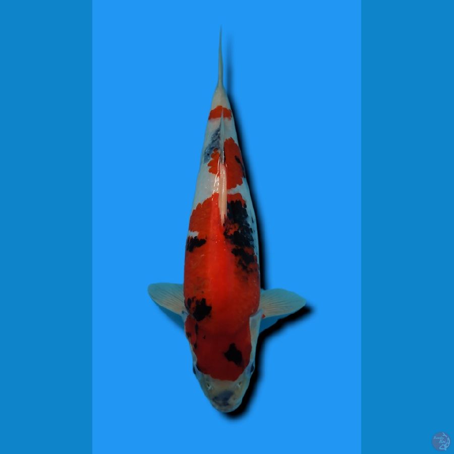 SHOWA BODY BADAK BERPUNUK 37CM JANTAN