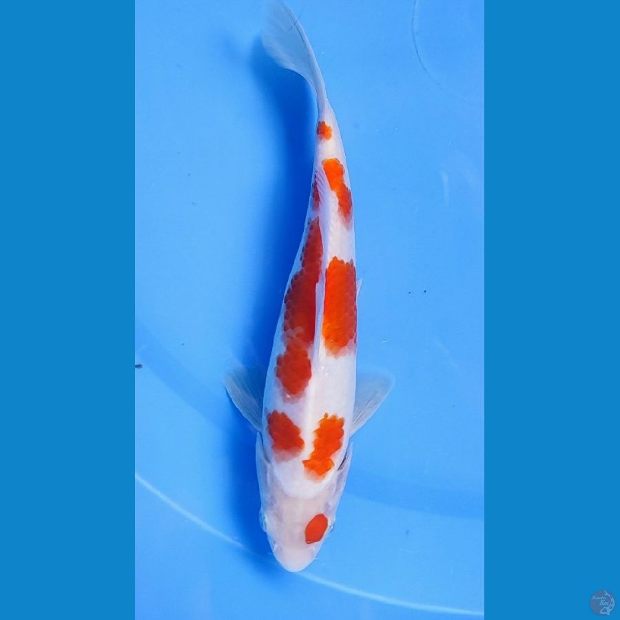 Kohaku Sakura.. 21cm