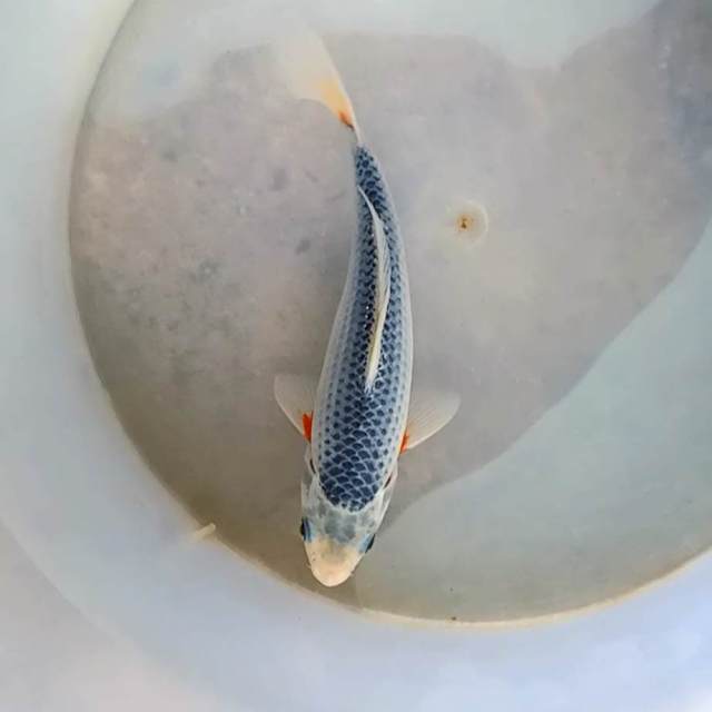 ASAGI 17cm, male