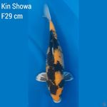 Kin Showa F 38 cm 