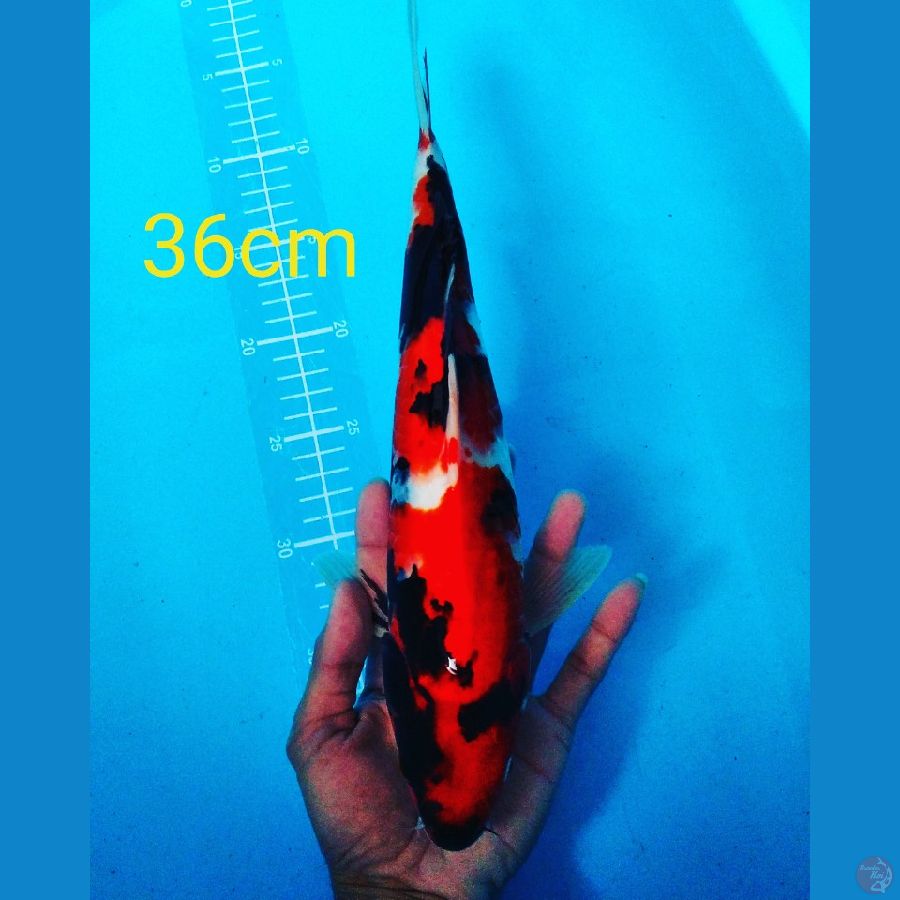 showa 36cm male