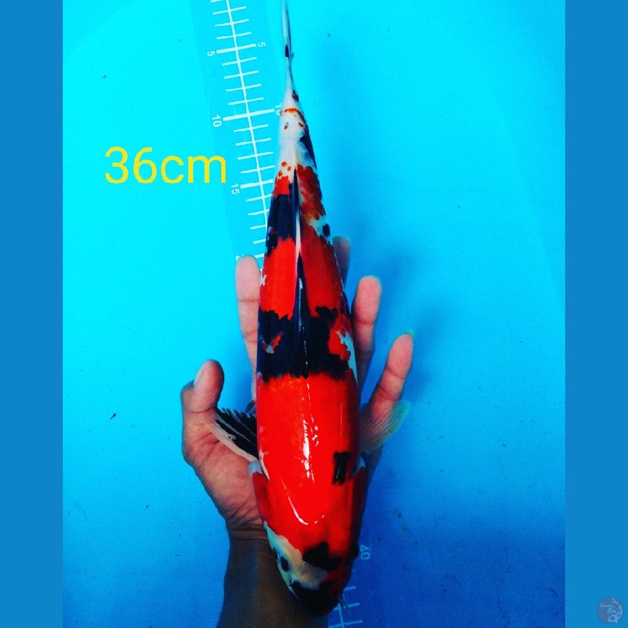 showa 36cm male