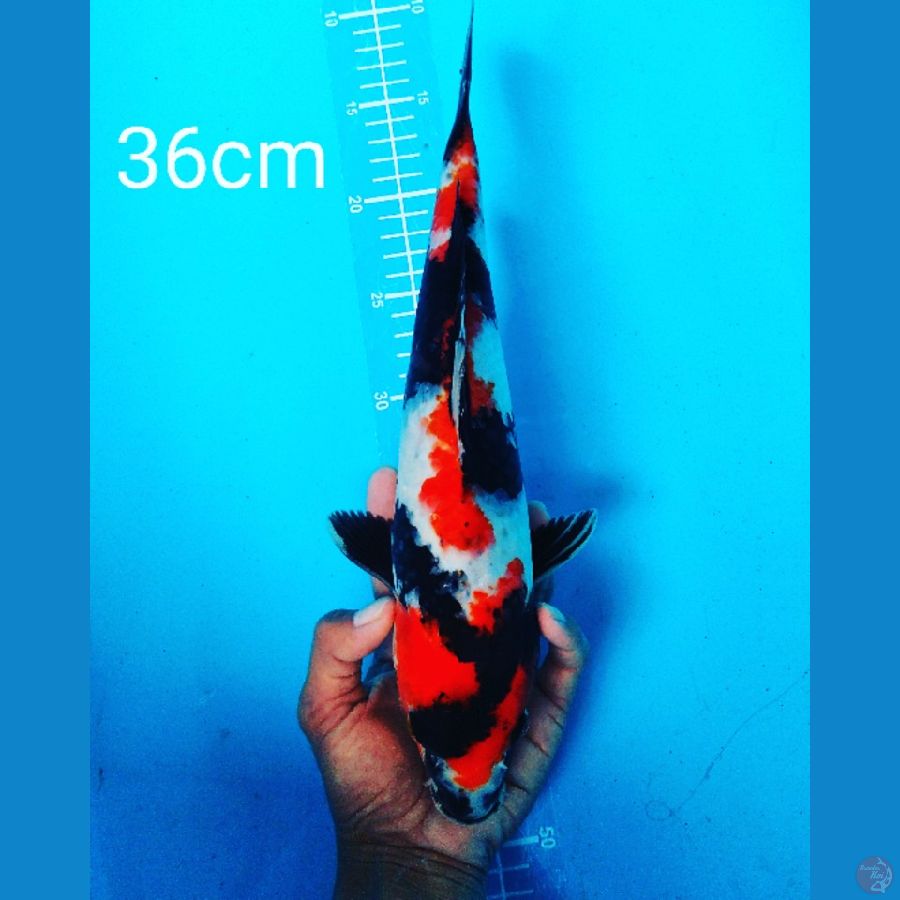 showa 36cm female