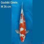 Goshiki Ginrin Jantan 36 cm 