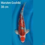 Maruten Goshiki 38 cm