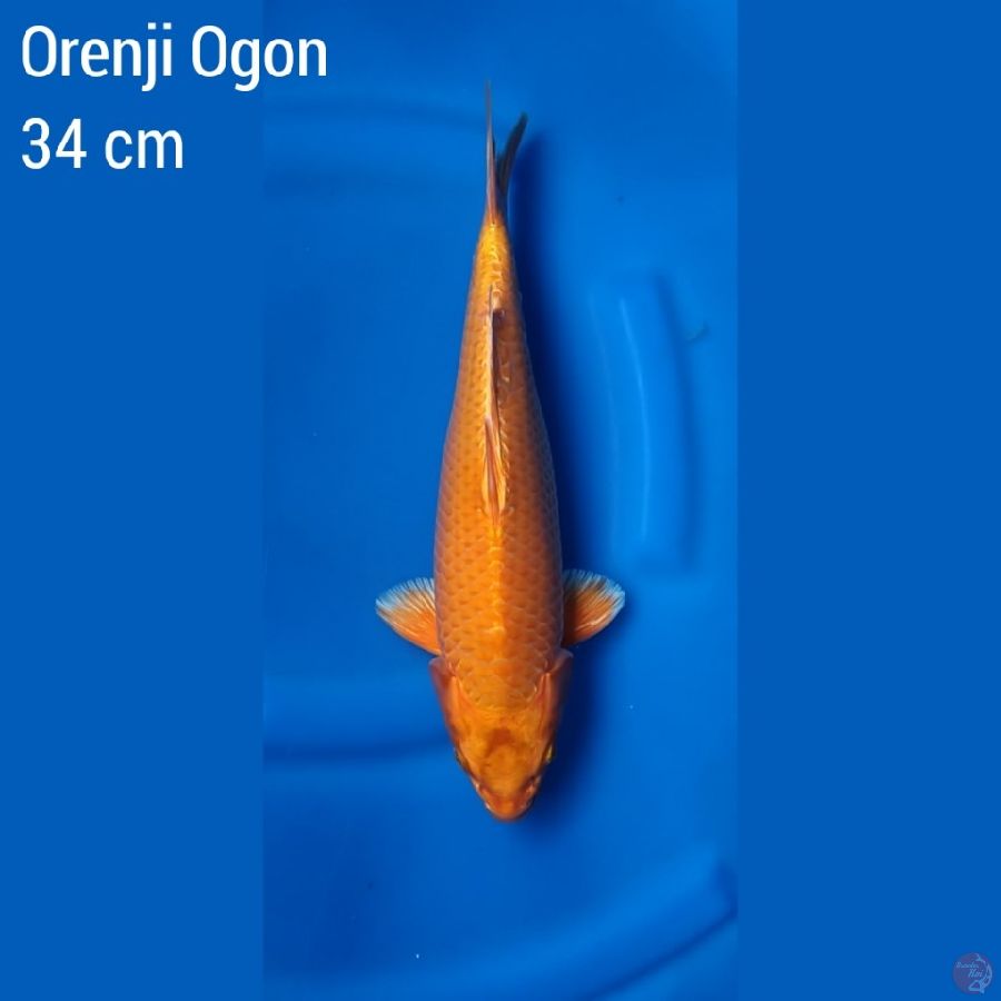Orenji Ogon Tosai 34 cm