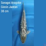 Soragoi Ginrin aragoke Jantan 38 cm 