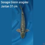 Soragoi Ginrin aragoke Jantan 37 cm 