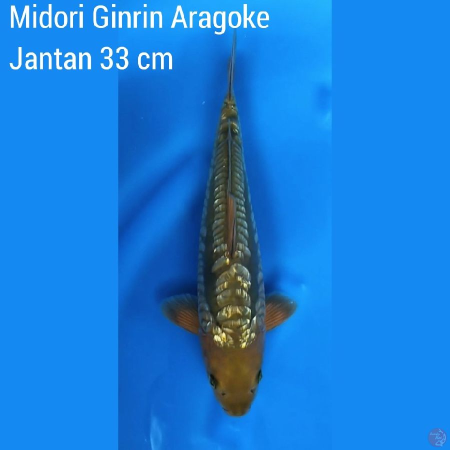 Midori Ginrin Aragoke M 33 cm 