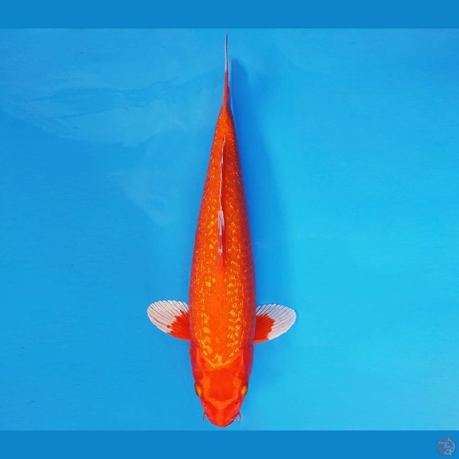 GODZILLA 4 ~ AKA HAJIRO GIN RIN 33 cm/male ™