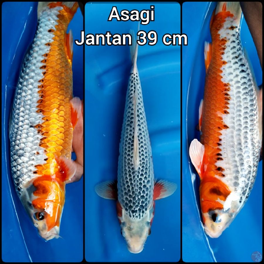 Asagi Jantan 39 cm