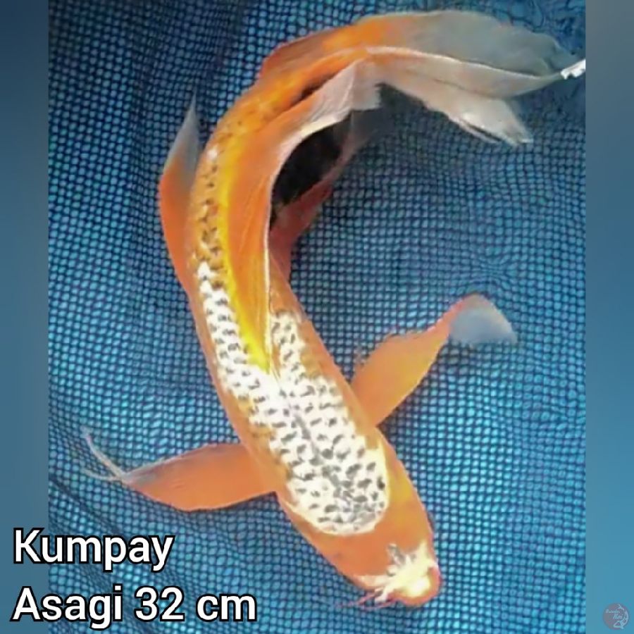 Kumpay Asagi 32 cm