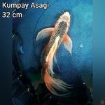 Kumpay Asagi 32 cm