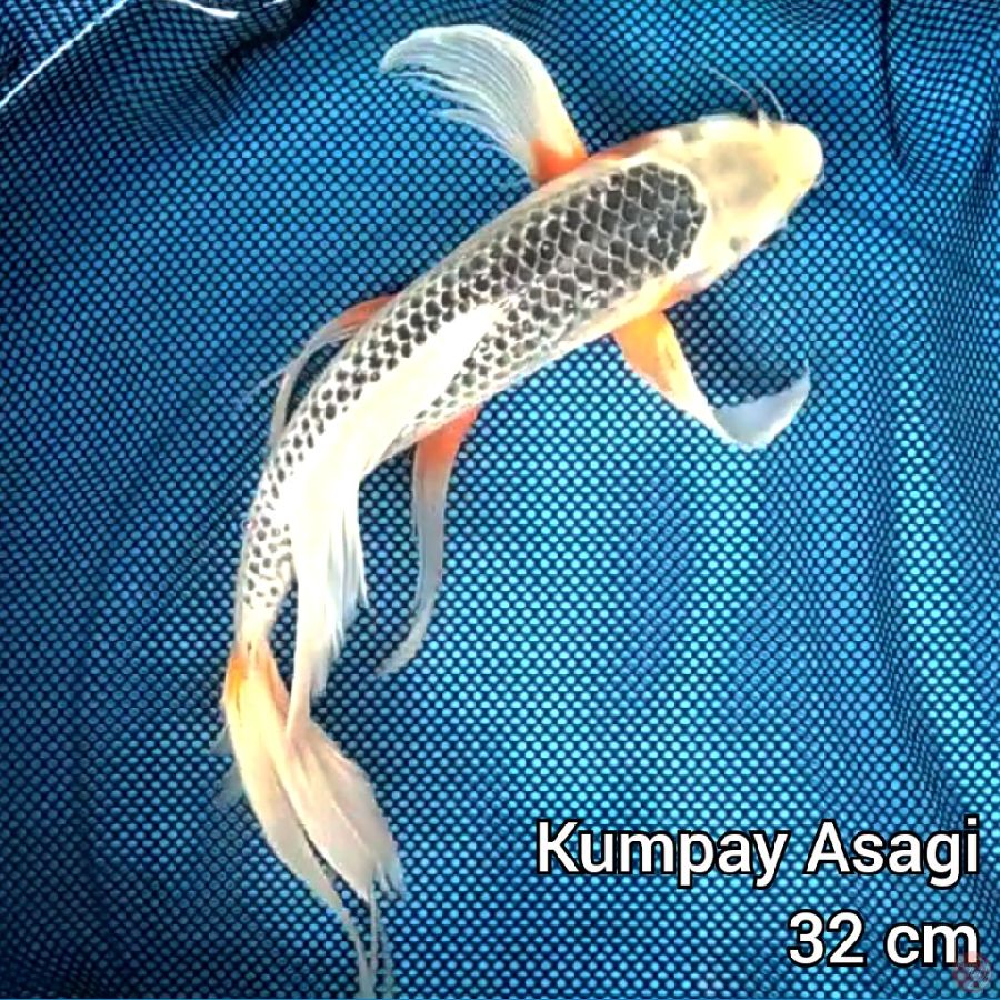 Kumpay Asagi 32 cm