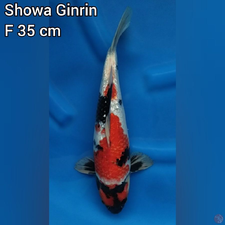 Showa Ginrin F35cm