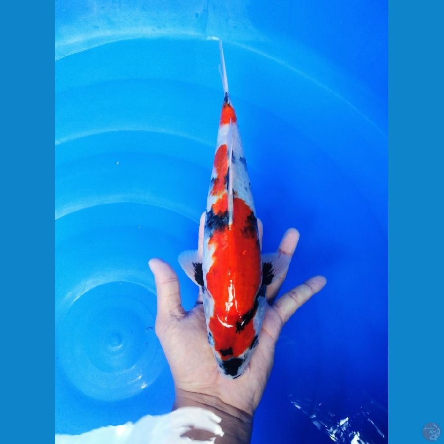 showa male 30 cm