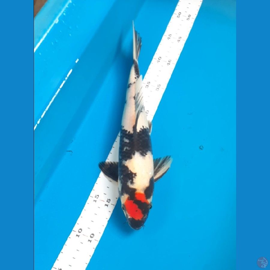 tc.showa 34cm male