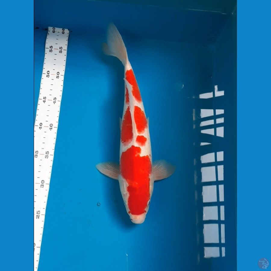 kohaku 36cm male