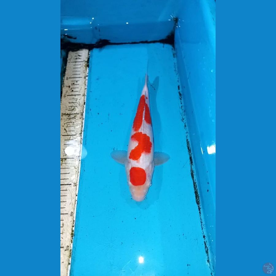 Kohaku 30cm