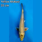 Mukasi kuning 33 cm