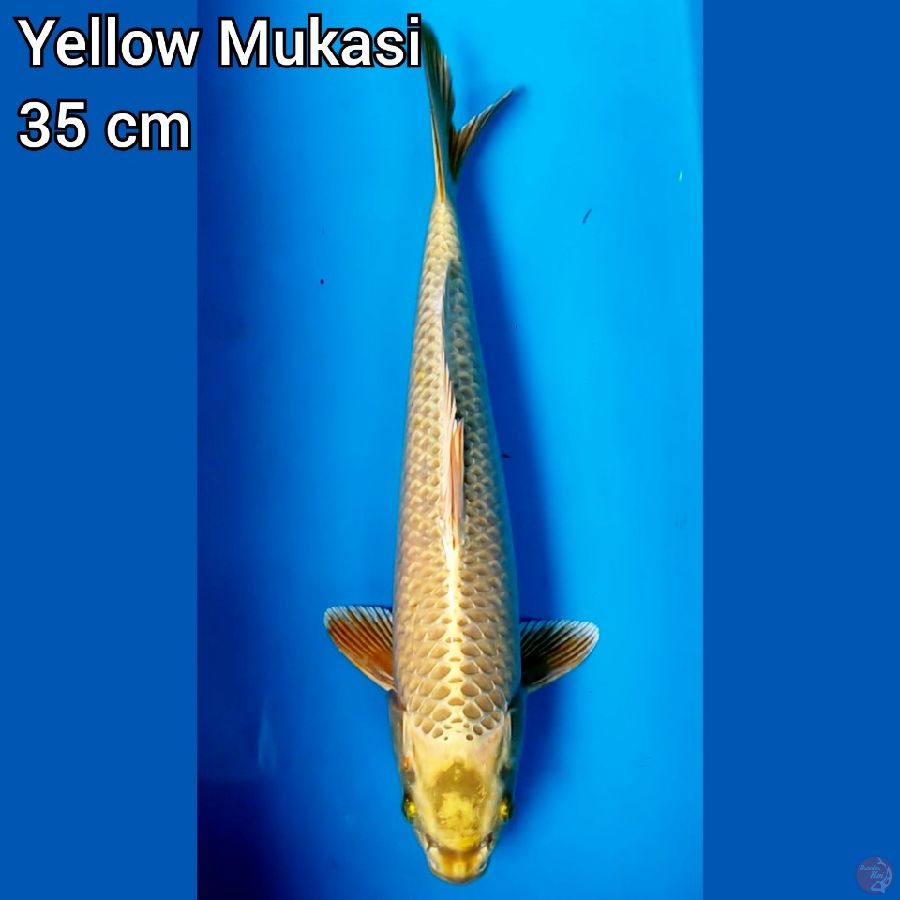 Mukasi Kuning 35 cm