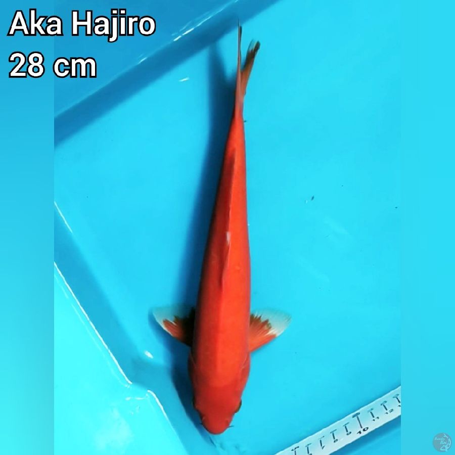 Aka Hajiro 28 cm