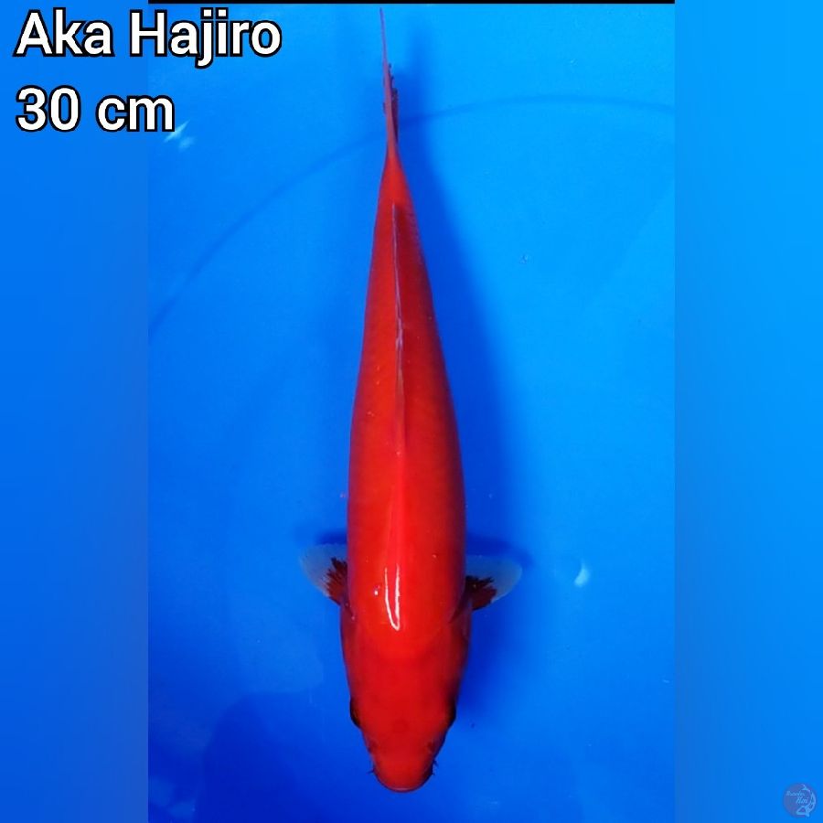 Aka Hajiro 30 cm