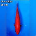 Aka Hajiro 30 cm