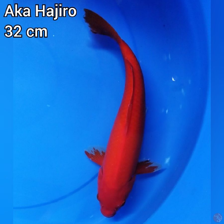 Aka Hajiro 32 cm