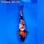 Showa 34 cm