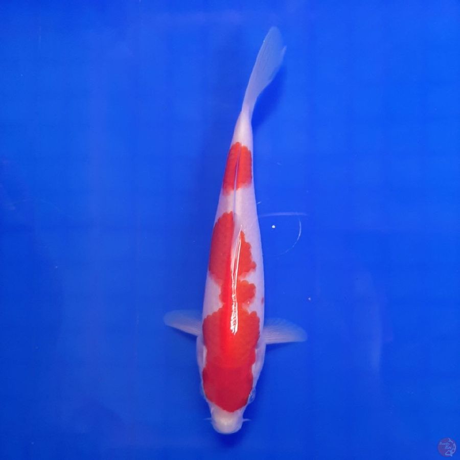 KOHAKU 15cm