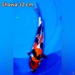 Showa 32 cm