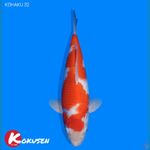 Kohaku 