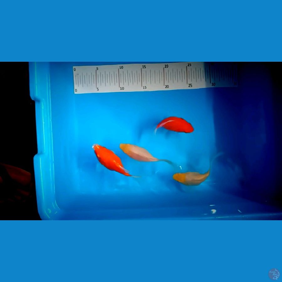 TAMASABA 15 CM