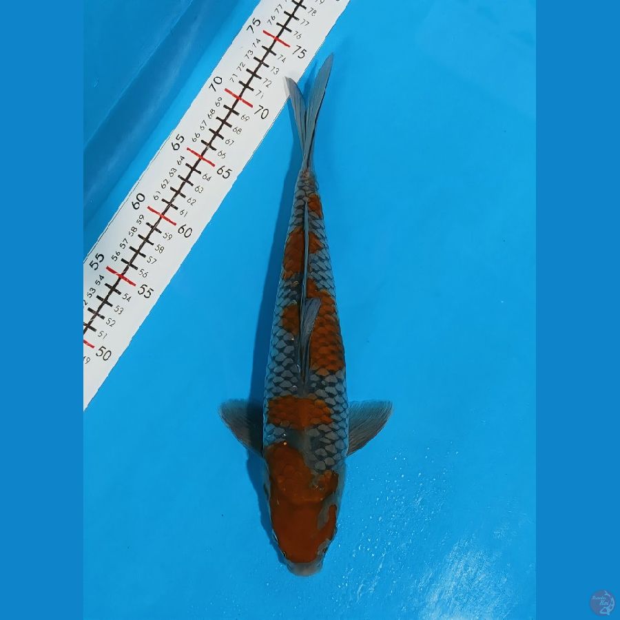 34cm male