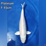 Platinum Female 45cm