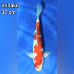 Kohaku 37 cm