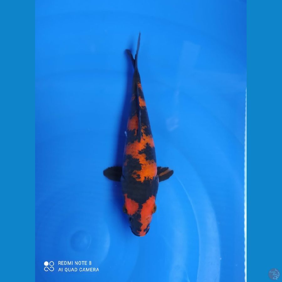 HI UTSURI 24CM BAHAN KIPING