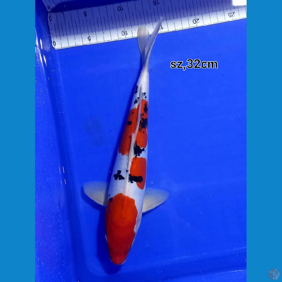 sanke doitsu 32cm