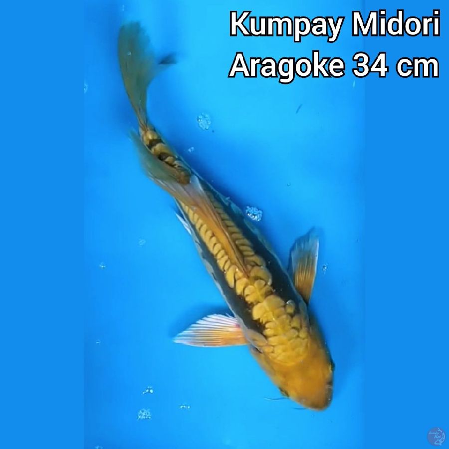 Kumpay Midori Aragoke 34 cm