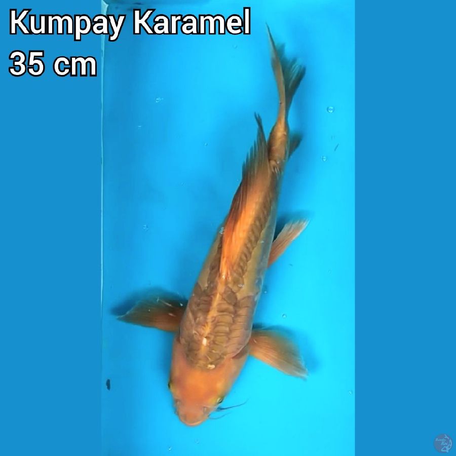 Kumpay Karamel 35 cm